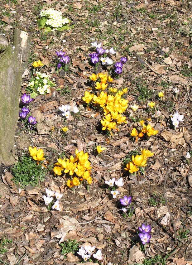 52 der Fruehling ist da