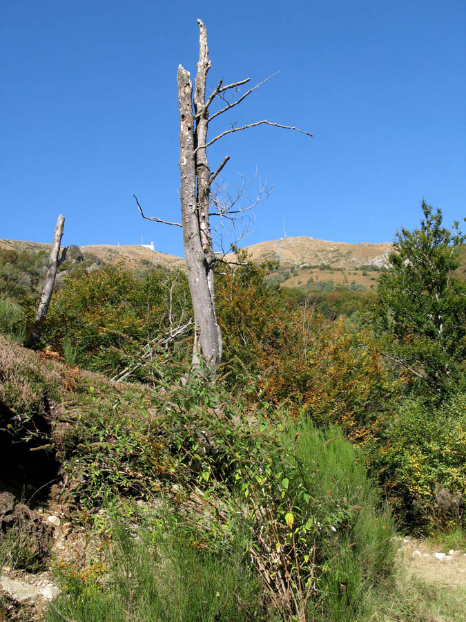 33 dort oben ist der Monte Lema