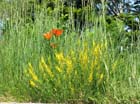 55 Sommerblumen
