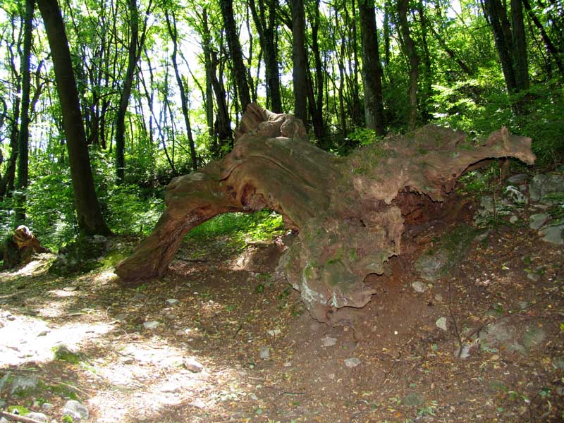 35_auf_dem_Trail_nach_Tremona