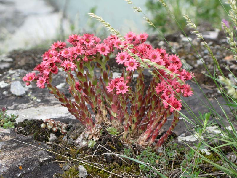93 Blumenpracht an