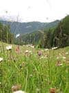 40 Blumenmeer vor Zuort