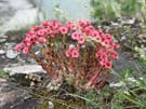 93 Blumenpracht an