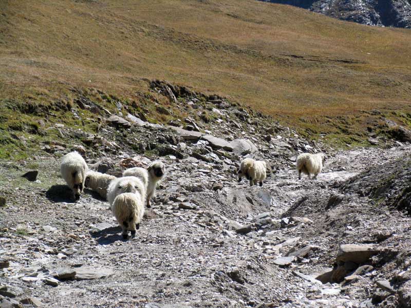 35_die_letzten_Steinfresser_vom_Saflischpass